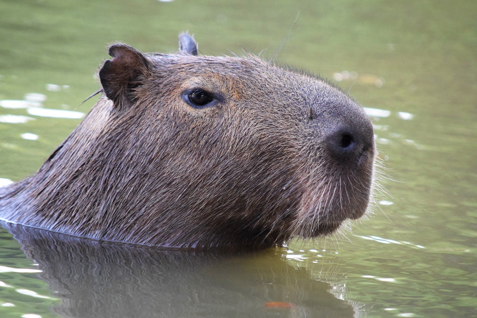 What In The World Is A Capybara?, Science