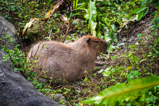 The Capybara Whisperer: Unusual Friendships Between Capybaras and Other Animals