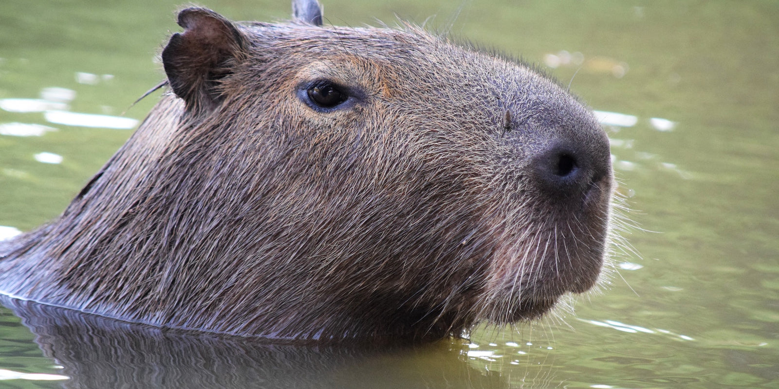 Capybaras and Hydrotherapy: The Amazing Stress-Relief Secrets of the World's Largest Rodents