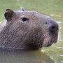 Capybaras and Hydrotherapy: The Amazing Stress-Relief Secrets of the World's Largest Rodents
