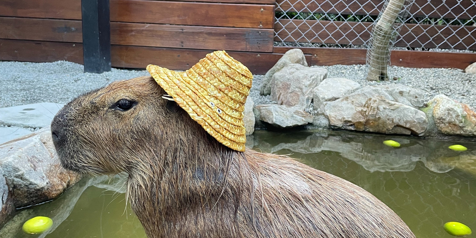 Capybara 101: An Introduction to the World's Largest Rodent