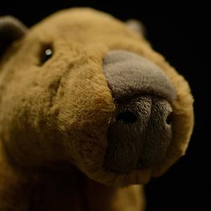 Webby- The Capybara Plushy